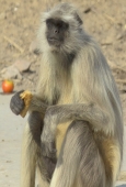 IIP Online Student Photography